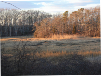 A View from Red Brook Harbor Road - Soon to be a watercolor if I can figure out how to do it!