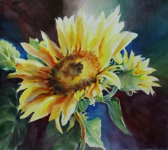 sunflower4